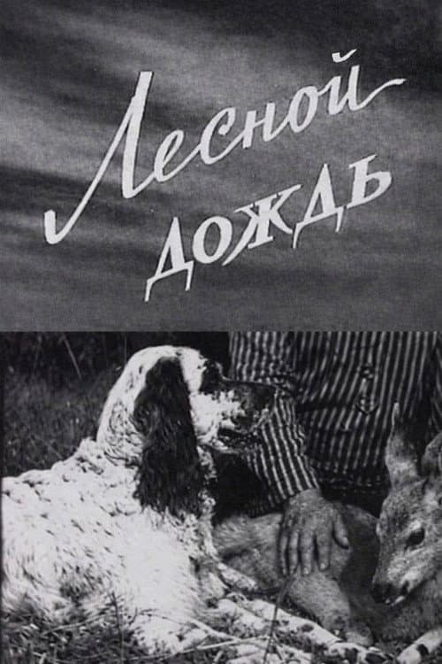 Лесной дождь