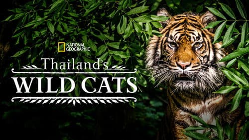 Thailand's Wild Cats Bild 3