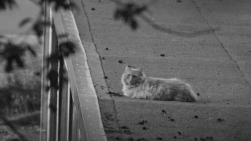 Der Katze ist das alles egal. Bild 2