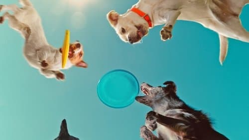 Was Hunde denken Bild 1