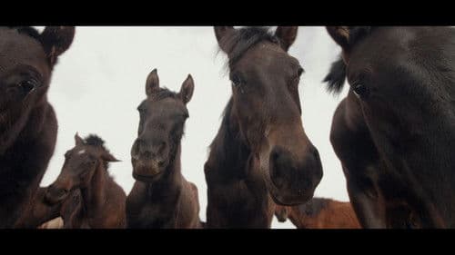 Wings of Kyrgyzstan Bild 1