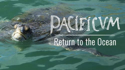 Pacificum – Rückkehr zum Meer Bild 2