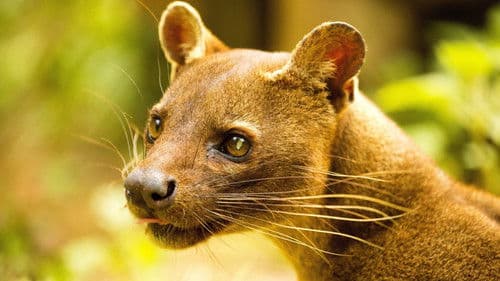 Madagascar's Weirdest Bild 2