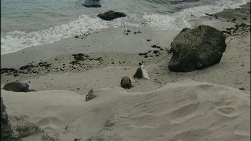 君に捧げし命なりせば Bild 4