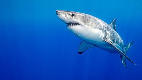 Rivalen: Haie vs. Orcas Bild 4