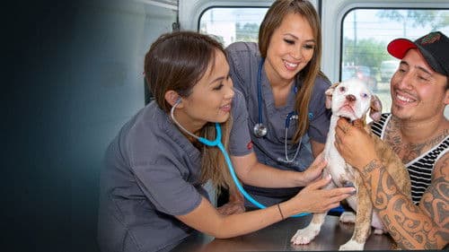 Bondi Vet: Coast to Coast Bild 7