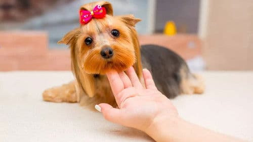 Tierisch fotogen Bild 1