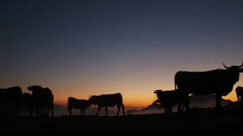 Salvajes, El Cuento Del Lobo Bild 5