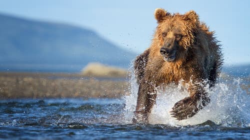 Die Jagd – Auf Leben und Tod Bild 2