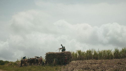 Le sucre, pour la douceur et pour le pire Bild 1