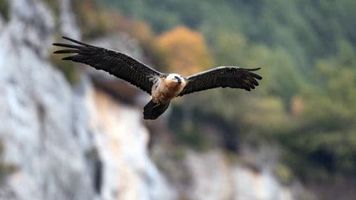 Die unberührte Wildnis der Pyrenäen Bild 4