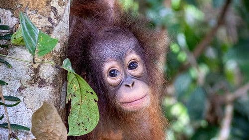 Orang-Utans - Borneos Waldmenschen Bild 8