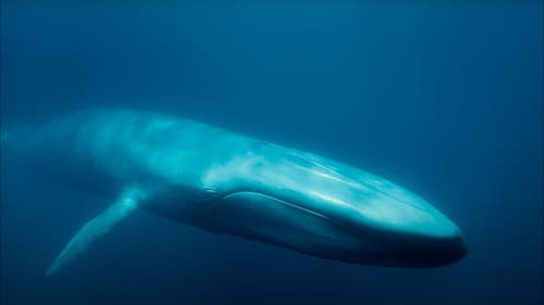 Blue Whales: Return of the Giants Bild 1