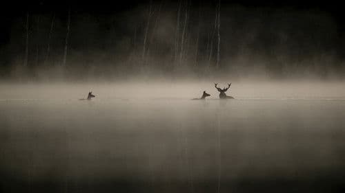 Das Flüstern der Wälder Bild 2