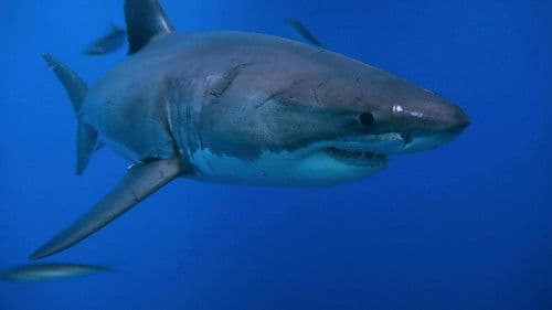 Terre des géants Bild 1