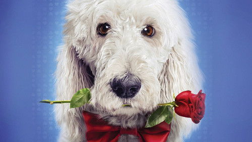 In the Dog House Bild 3