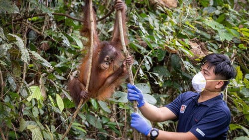 Orang-Utans - Borneos Waldmenschen Bild 6