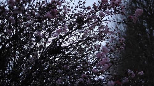 Il se peut que la beauté ait renforcé notre résolution - Masao Adachi Bild 1