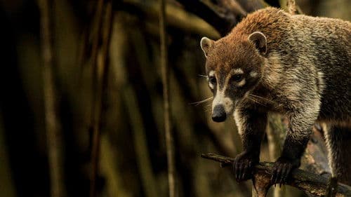 Wildes Mexiko Bild 2