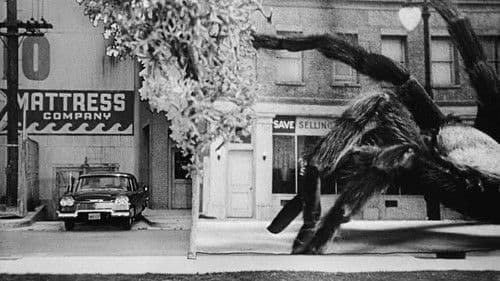 Die Rache der schwarzen Spinne Bild 3