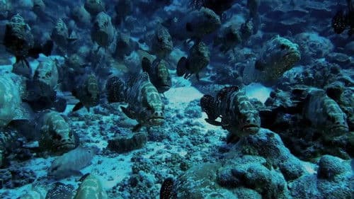 Rendezvous der Zackenbarsche Bild 1