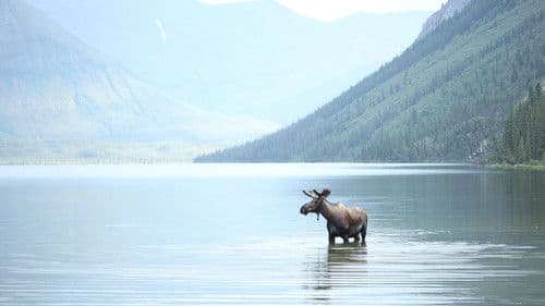 Alone in the Wild Bild 3