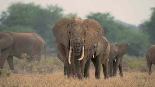 Ein Leben unter Elefanten Bild 7