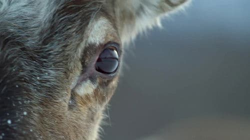 Life In The Snow Bild 1