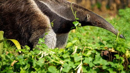 South America's Weirdest Animals Bild 6