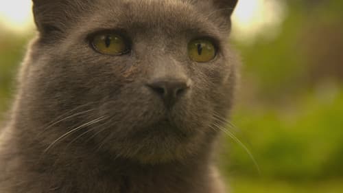 Wilde Miezen - Katzen allein unterwegs Bild 3