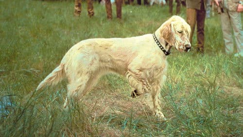 Die Promenadenmischung Bild 3