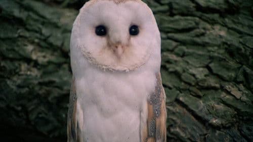 Tarka der Otter Bild 5