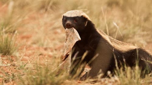Ultimate Honey Badger Bild 1