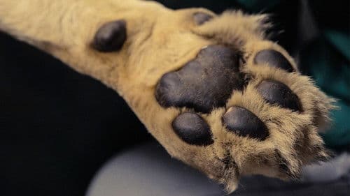 Big Animal Surgery Bild 1