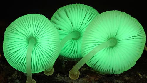 Im Königreich der Pilze Bild 1