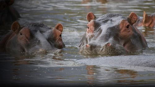 Hippo Supremacy Bild 1