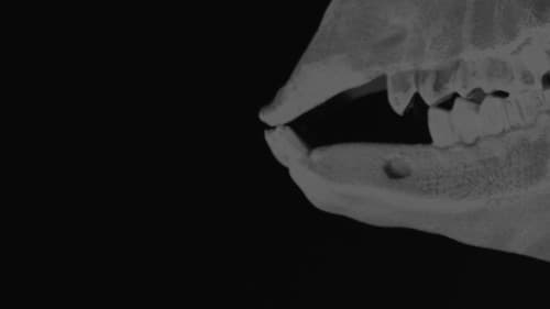 Ghost Buddies: The Gathering Bild 4