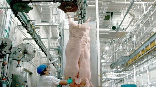 Tierleid vom Fließband Bild 8