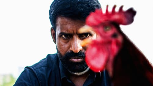 கொட்டுக்காளி Bild 3