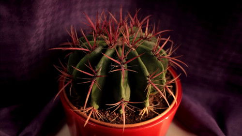 Как же мне надоели твои чудеса Bild 1