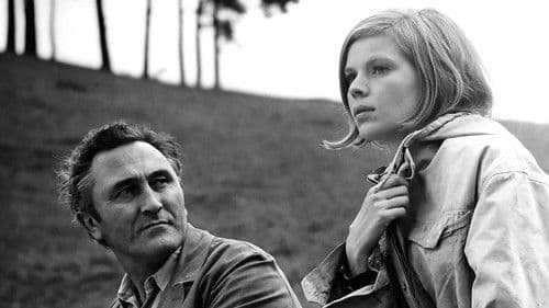 Die Taube auf dem Dach Bild 3