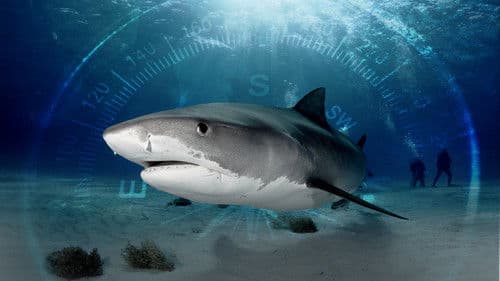 Sharks of the Bermuda Triangle Bild 1