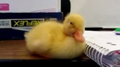 Les Aventures de Saturnin Bild 1