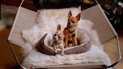 AJ Goes to the Dog Park Bild 3