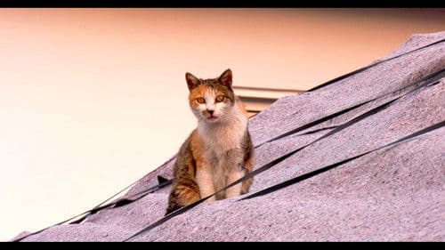 고양이 집사 Bild 1