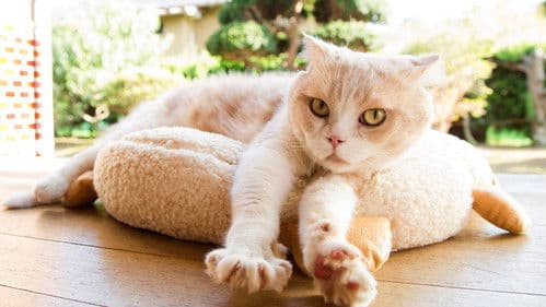 ねこあつめの家 Bild 6