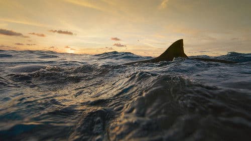 Mensch vs. Hai Bild 4