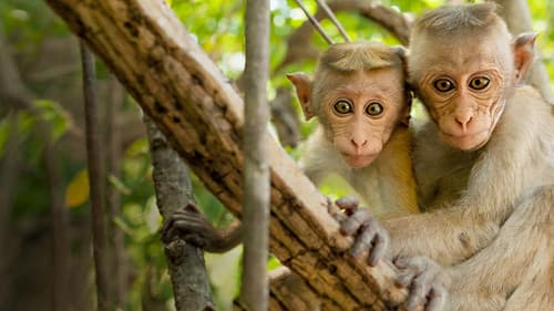 Im Reich der Affen Bild 5