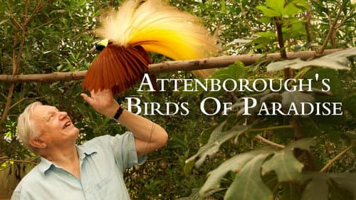 Birds of Paradise Bild 1