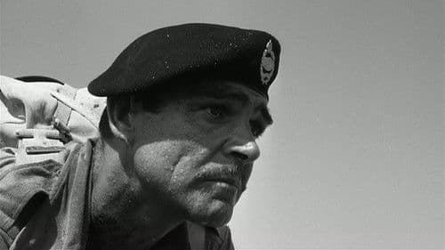 Ein Haufen toller Hunde Bild 4